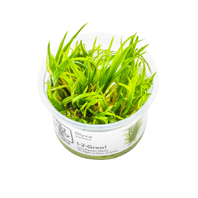 Blyxa japonica – Dynamic Grass-Like Aquascape Plant