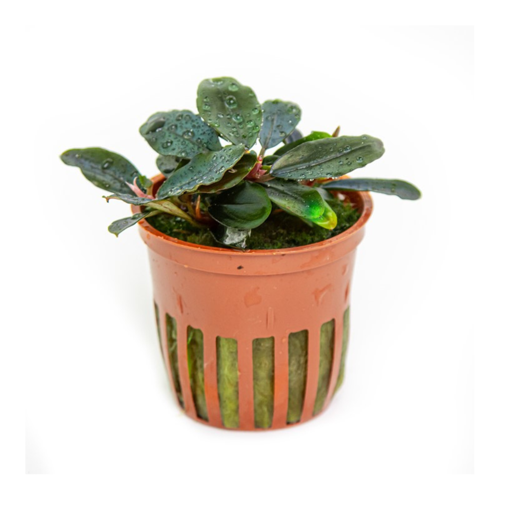 Bucephalandra sordidula `Blue`