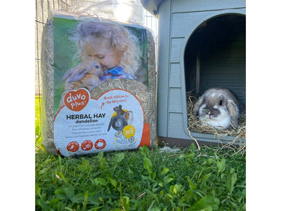 Carrot Hay for Rodents