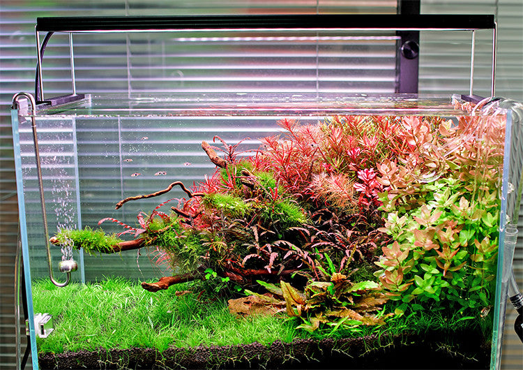 Chihiros WRGB II Slim LED Light - Chihiros Aquatic Studio