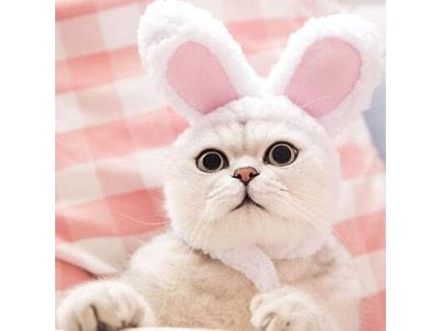 Cute Pet Rabbit Ear Hat for Cats