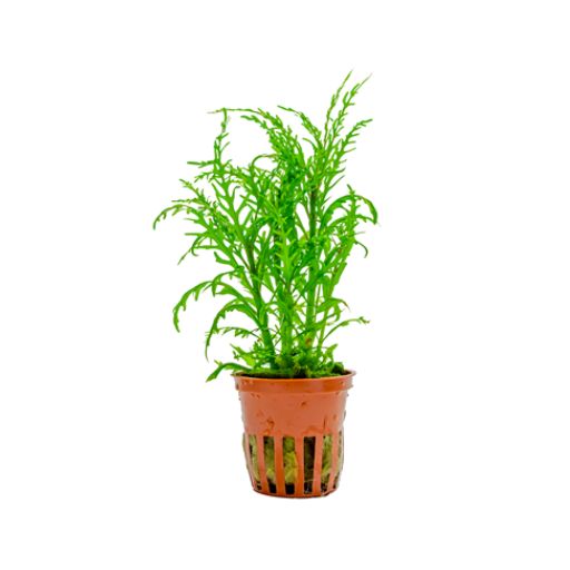 Tropica Bright Green Fast-Growing Aquarium Plant – Pets Qatar
