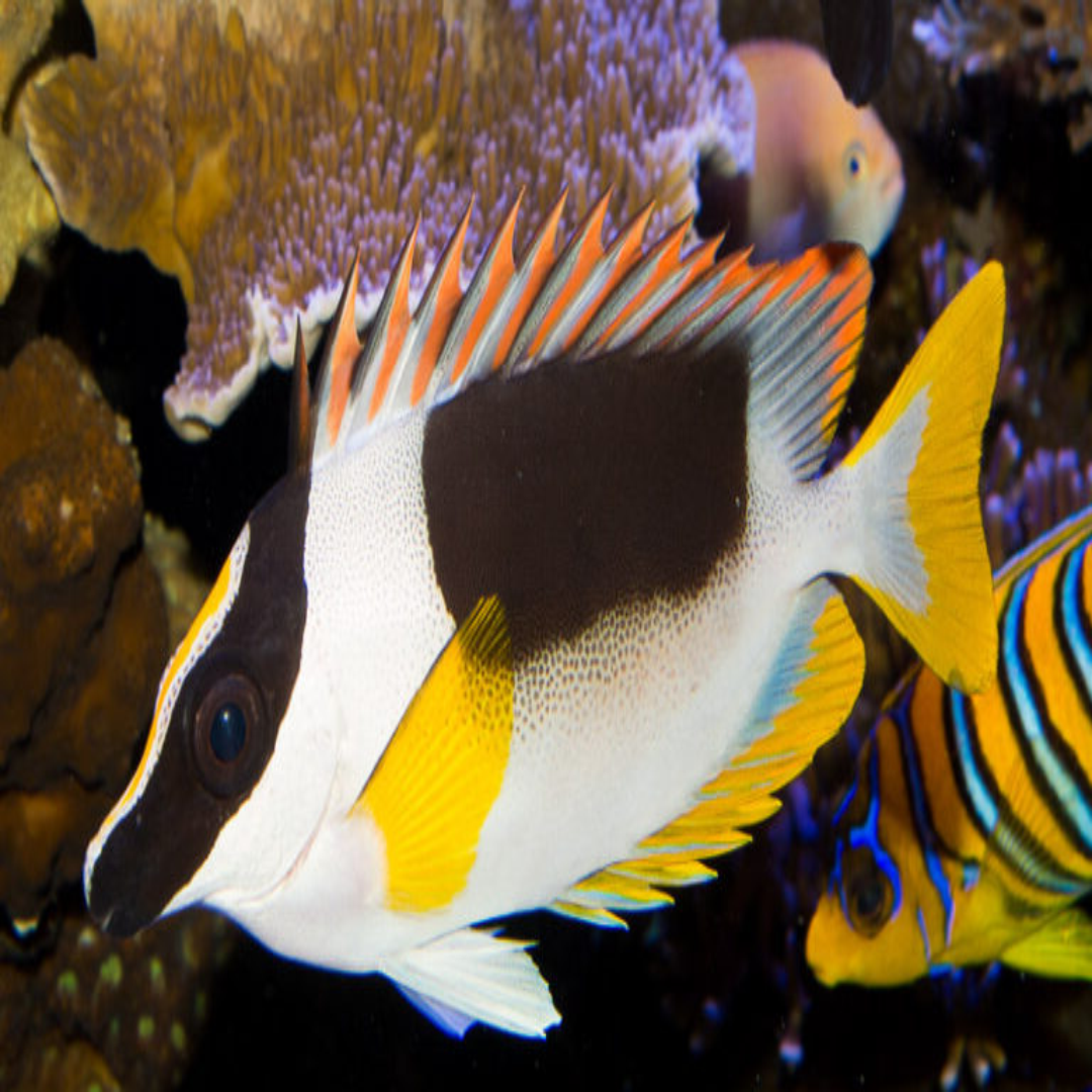 Magnificent Rabbitfish- Medium