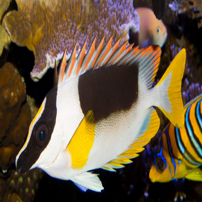 Magnificent Rabbitfish- Small