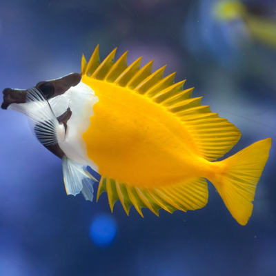 Foxface Rabbitfish- Medium