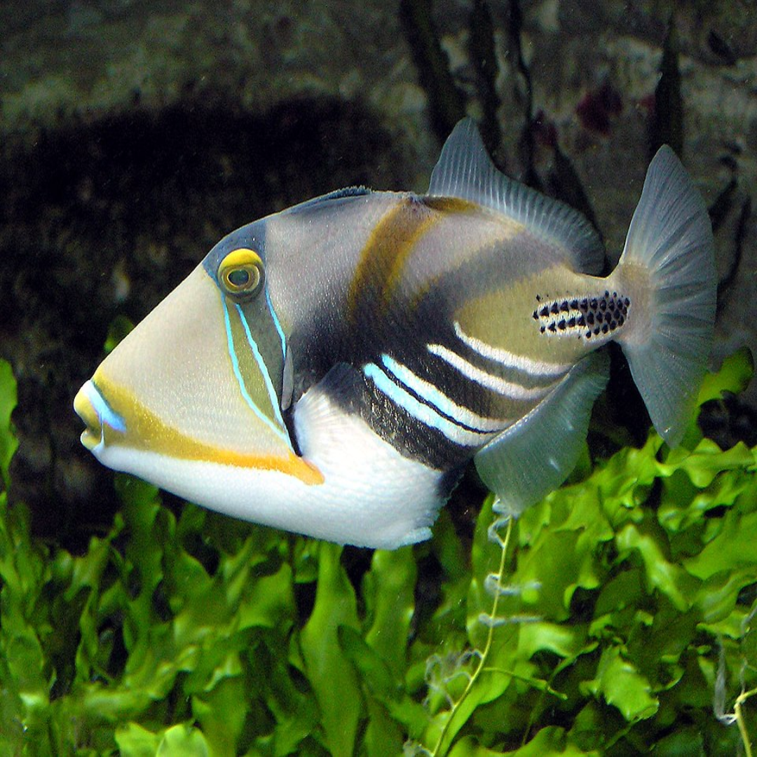 Picasso Triggerfish- Large