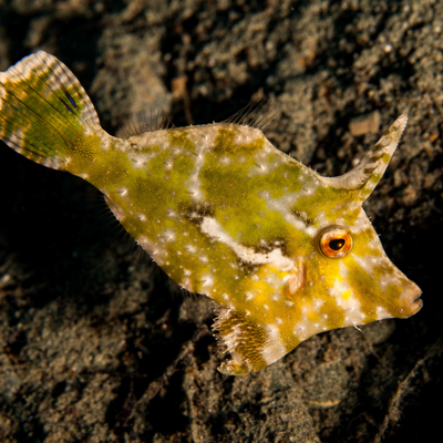 Seagrass Filefish- Medium