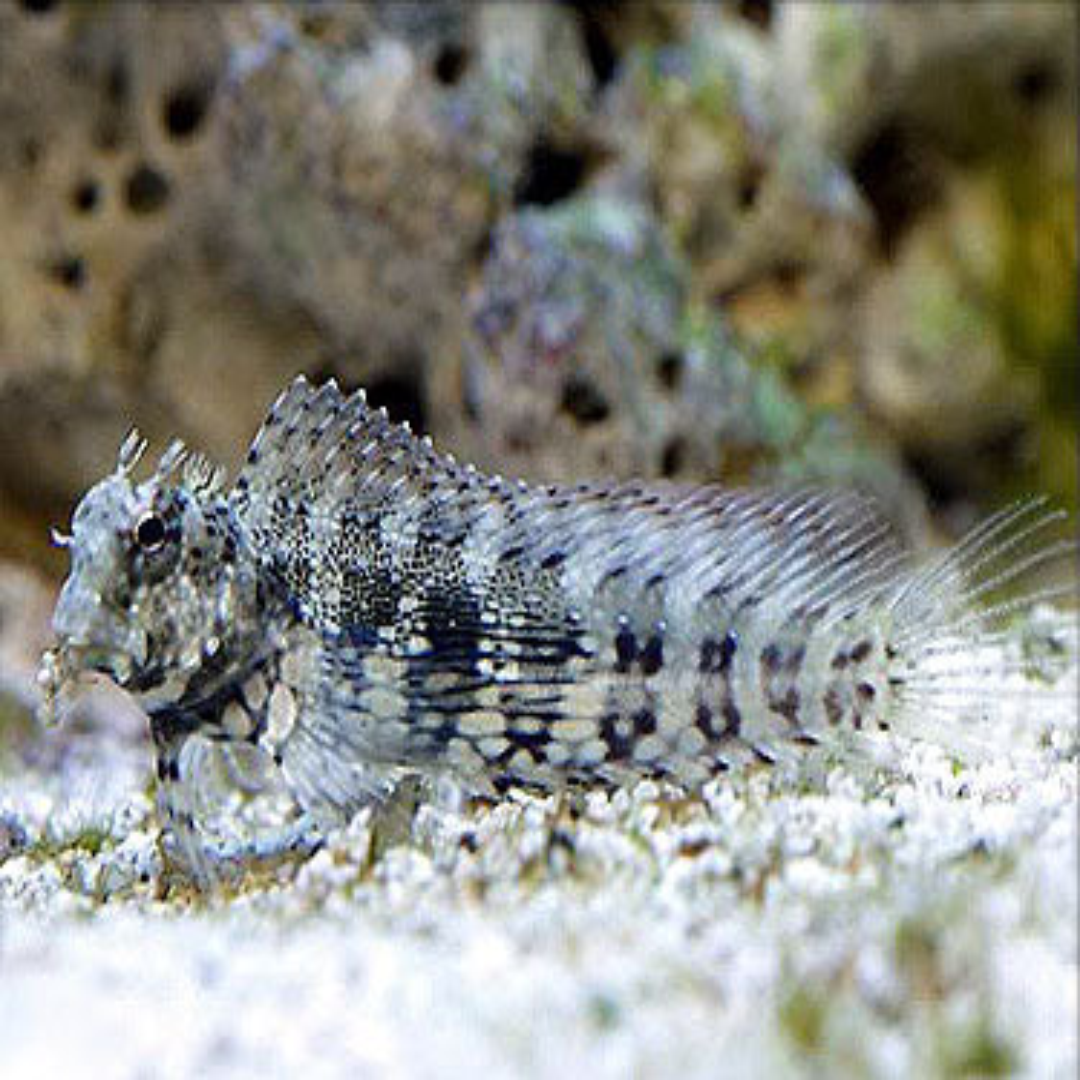 Jewelled Blenny-Medium