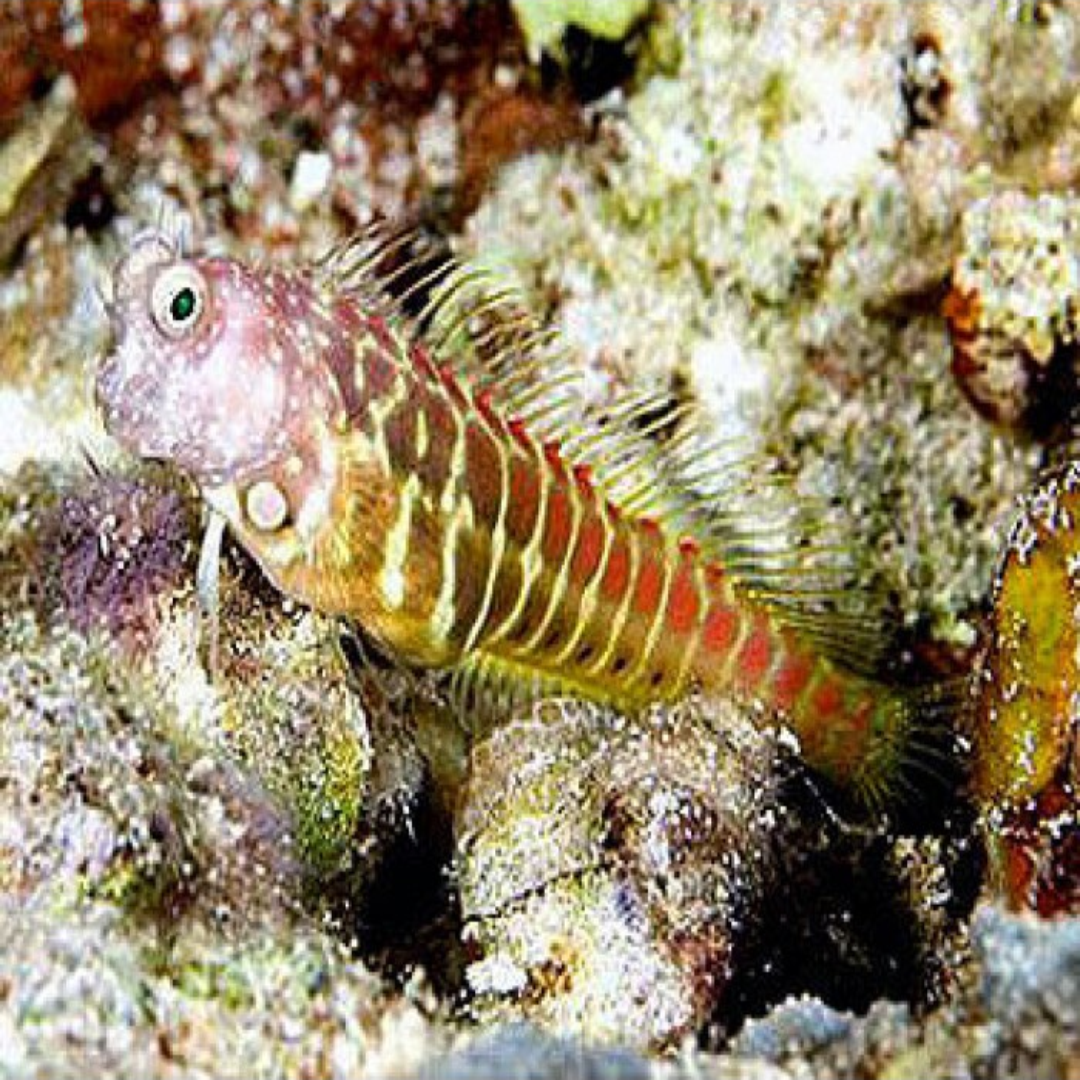 Segmented Blenny- Medium