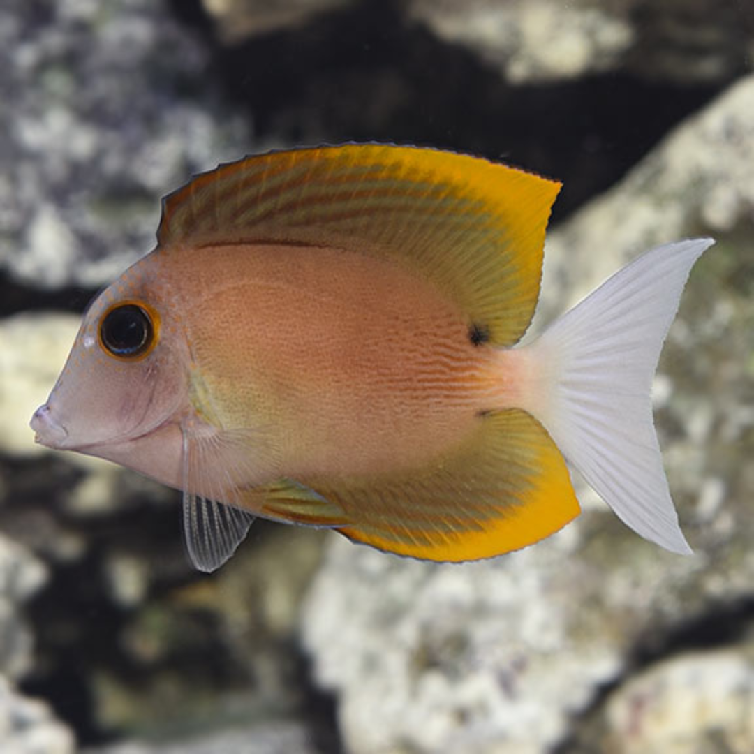 Tomini Bristletooth (Juvenile)- Small