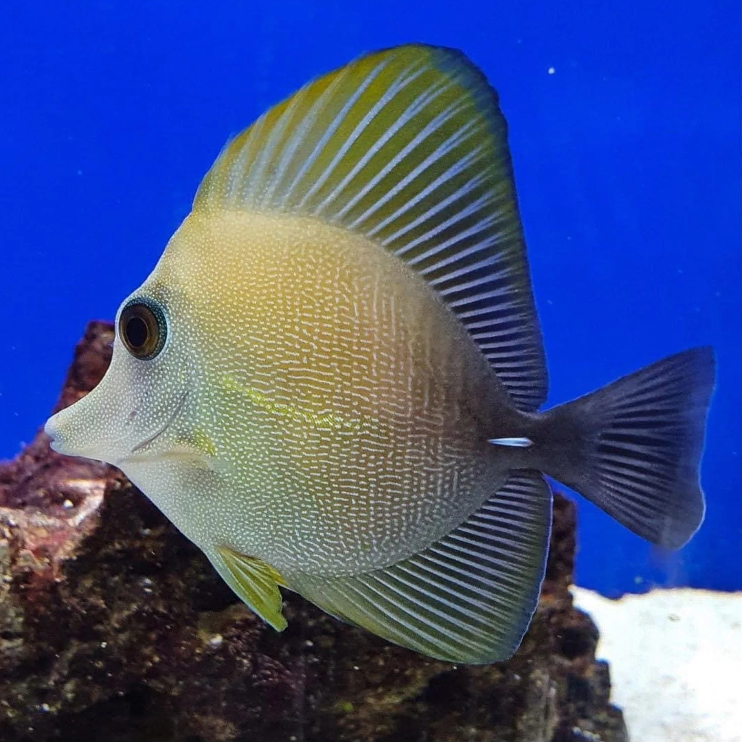 Brown Sailfintang (Juvenile)- Medium