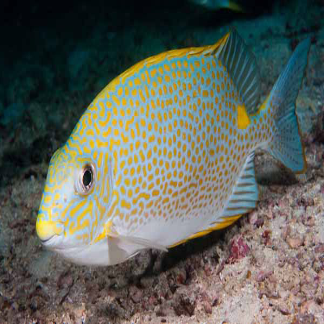 Gold-saddle Rabbitfish- Small