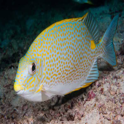 Gold-saddle Rabbitfish- Small