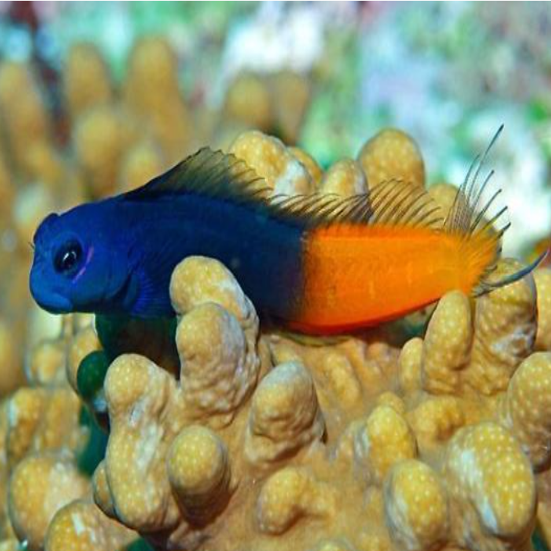 Two Colored Blenny- Medium