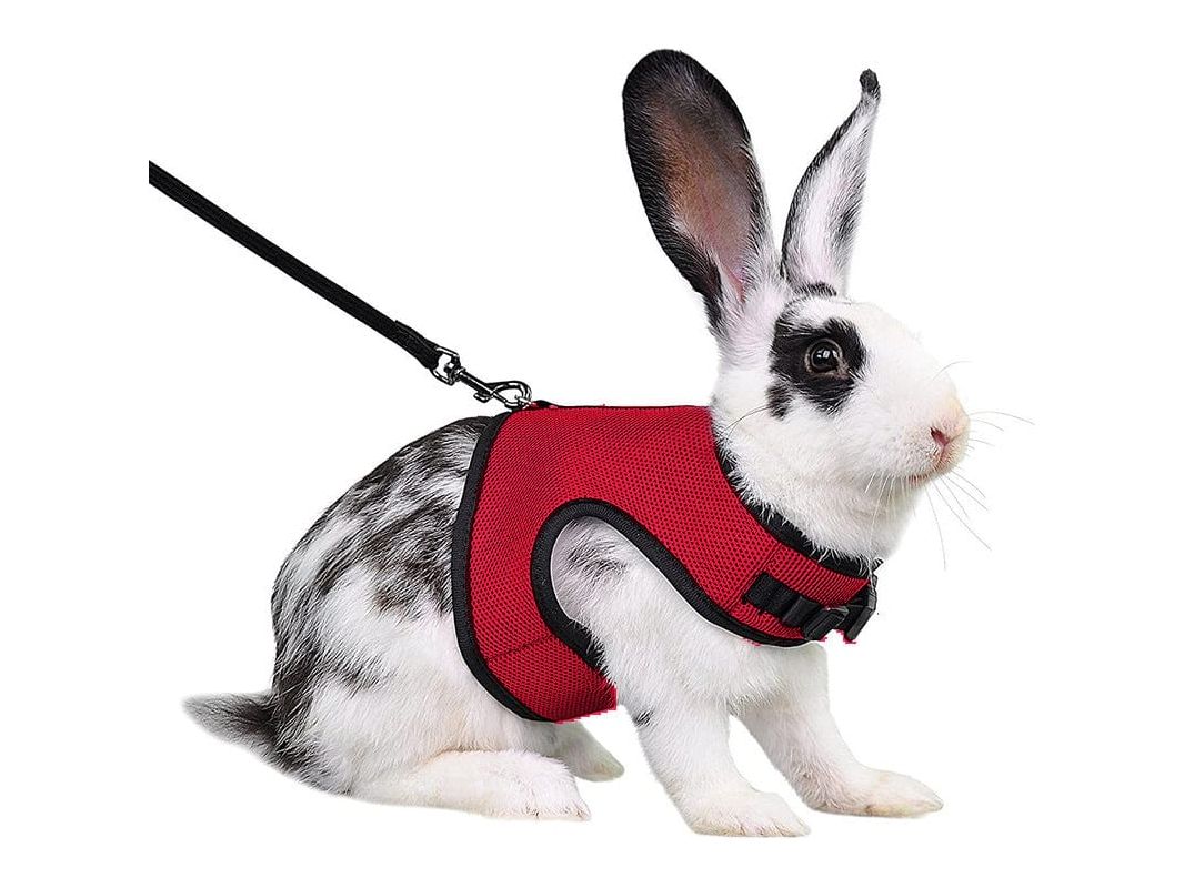 Rabbit harness Red