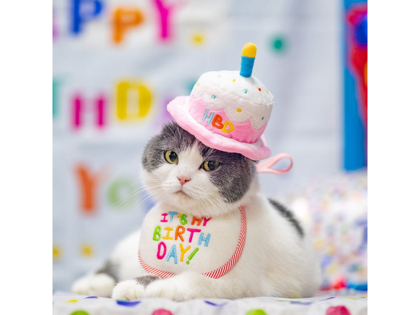 Pet Birthday Hat