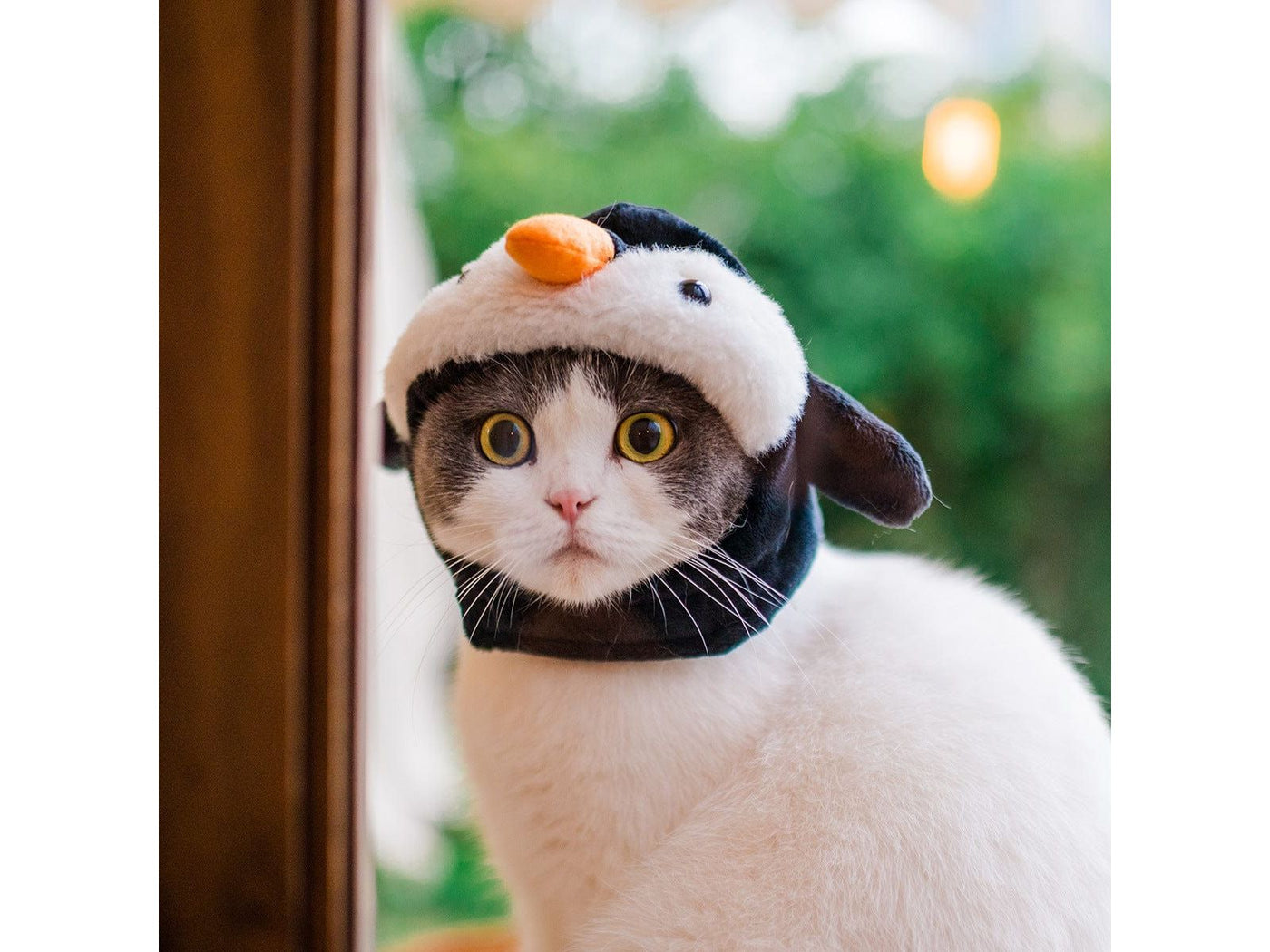 Cat Hat Penguin