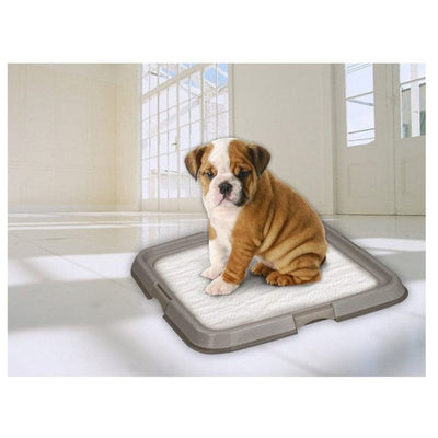 Puppy sitting on a pet mat in a room with large windows.