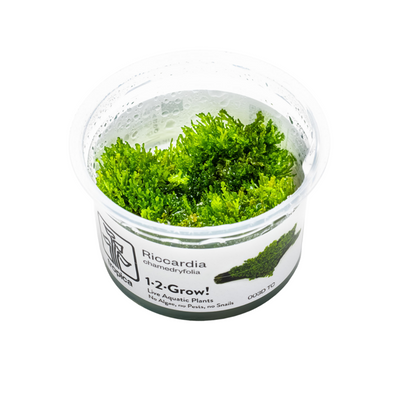 Riccardia Chamedryfolia (Coral Moss) 