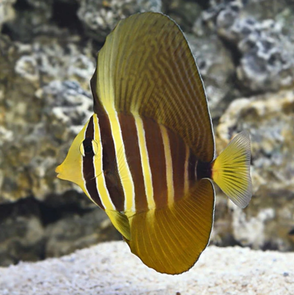 Pacific Sailfintang (Adult)- Large