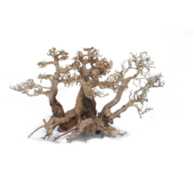 Twins Bonsai Wood Large, approx. 2pcs / boxTwins Bonsai Wood Large, approx. 2pcs / boxTwins Bonsai Wood Large, approx. 2pcs / box