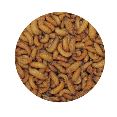 Wax Snax Dried Wax Worms 1 oz