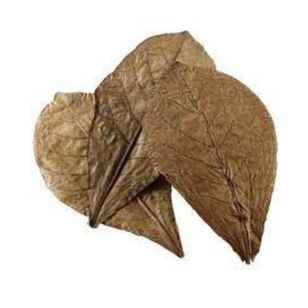 Catappa Leaves Xlarge, 12 pcs