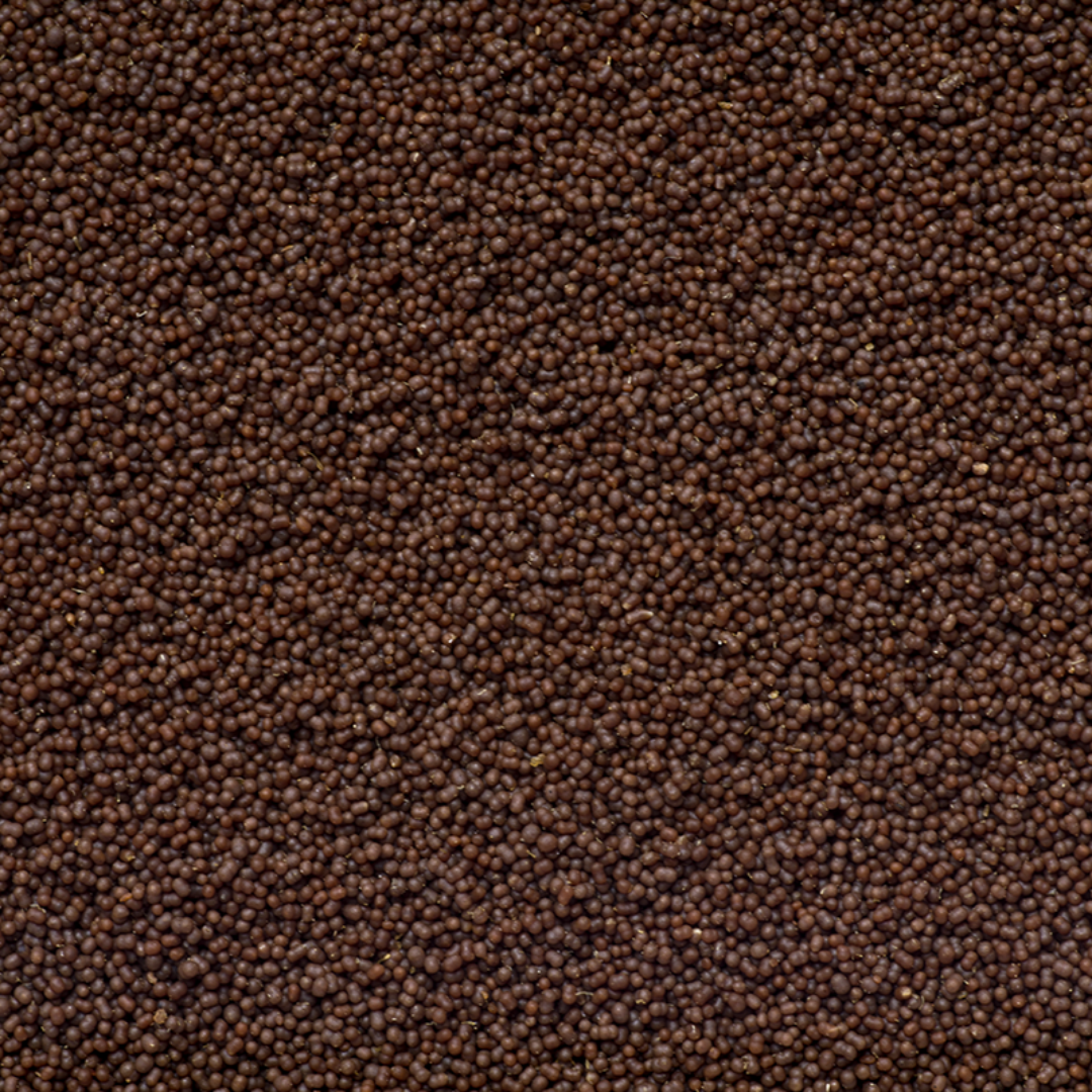 Anthias Pro Feed 120g