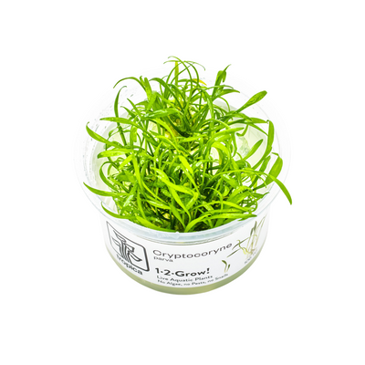 Cryptocoryne parva TC