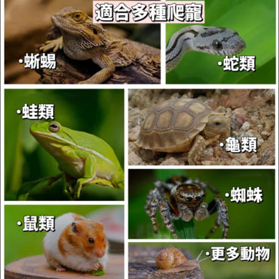 Penn Plax Tank For Reptiles With View 50×35×50cm