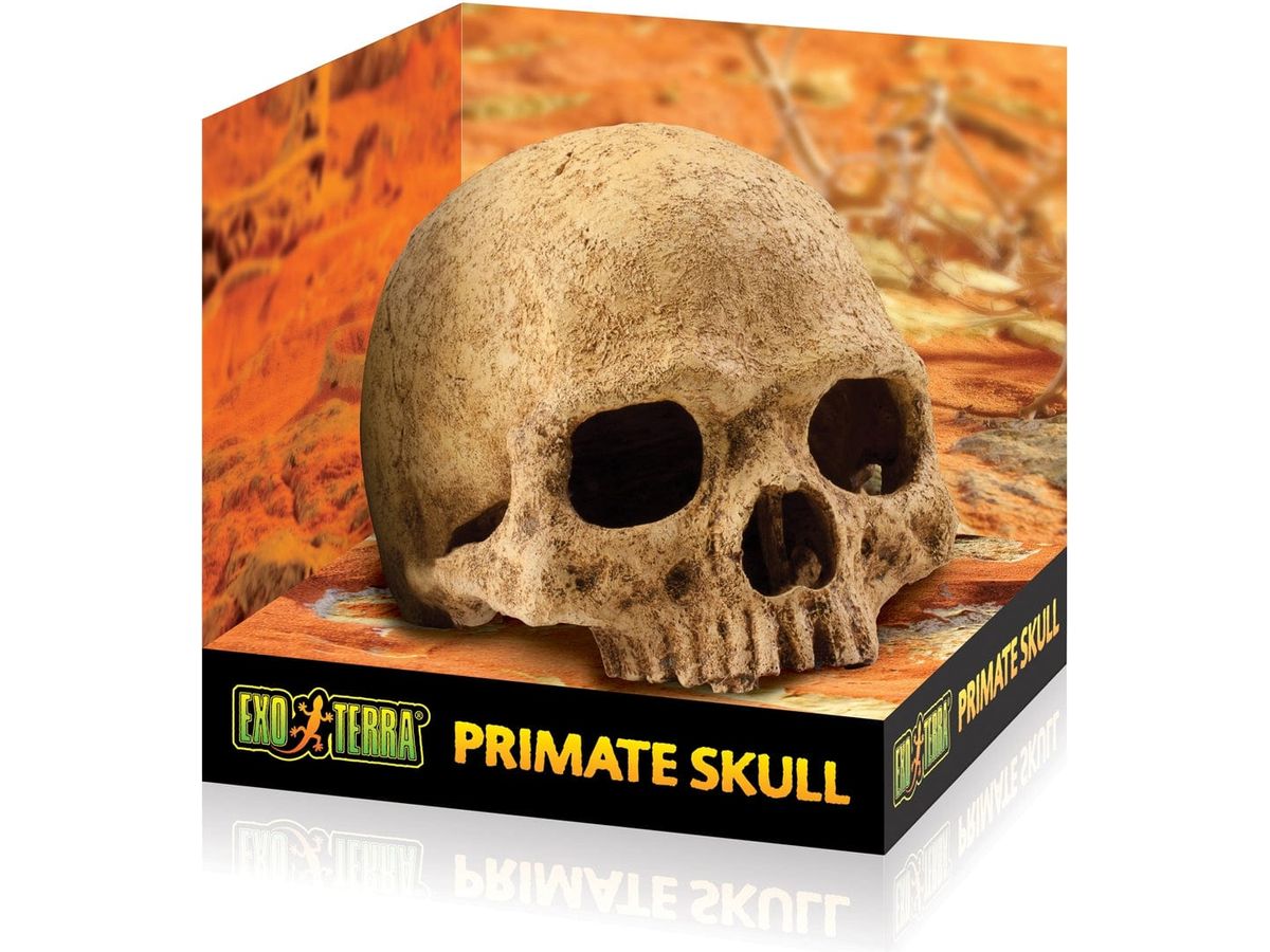 Exo Terra Primate Skull