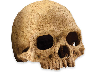 Exo Terra Primate Skull