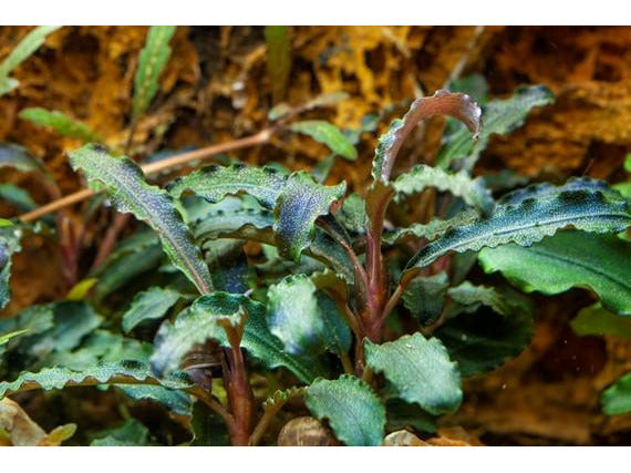 Bucephalandra Kedagang potted Difficulty- Easy