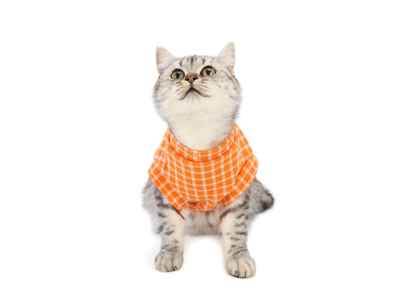 ملابس القطط نوع 18