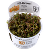 Rotala rotundifolia Hra