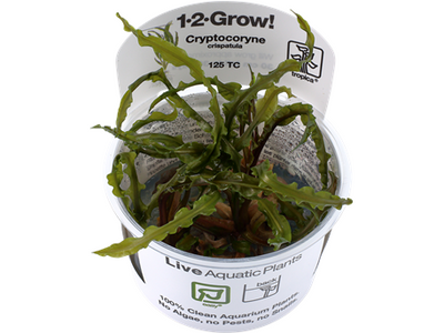 Cryptocoryne crispatula 1-2-Grow Difficulty- Easy