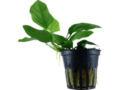 Anubias barteri var. nana potted Difficulty- Easy