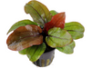 Echinodorus `Reni`