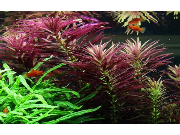 Limnophila hippuridoides potted Difficulty- Easy