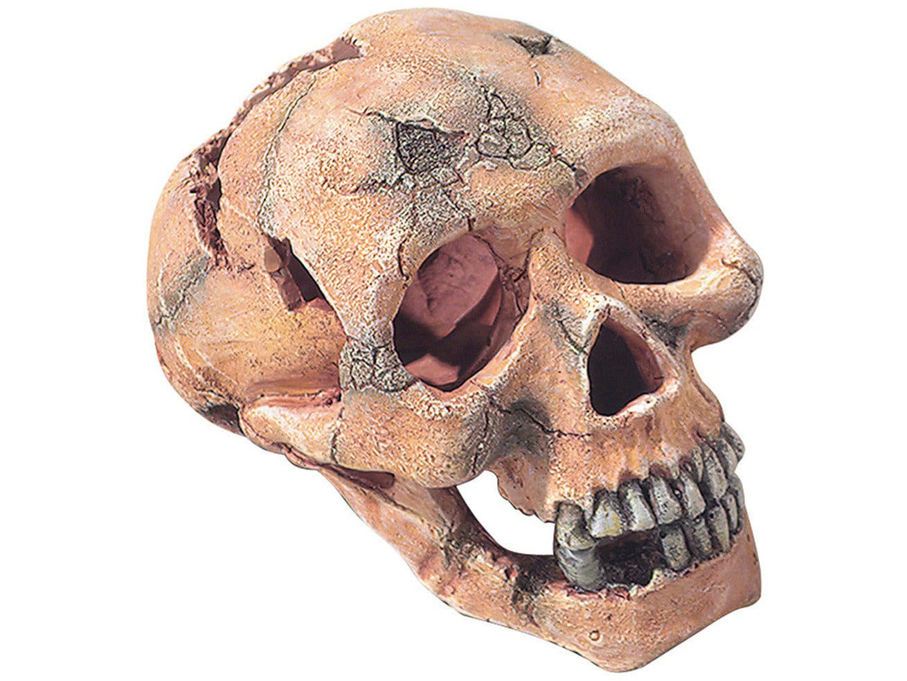 SKULL L - 15CM