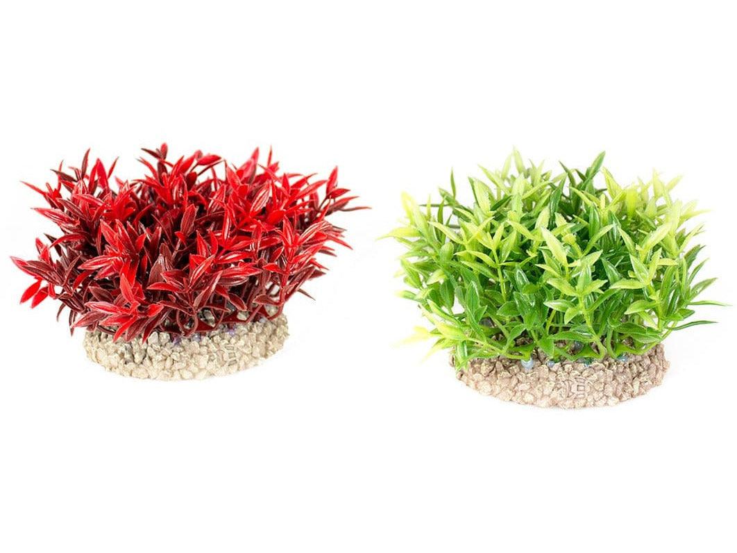 نبات الطحلب المعجزة S - ارتفاع 7,5 سم ألوان مختلطة