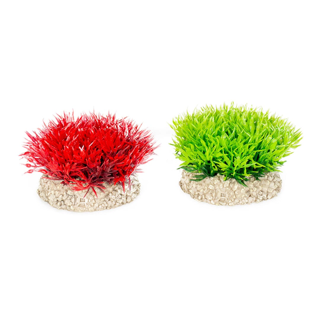 Plant Crystalwort Moss S - Height 5Cm Mixed Colors