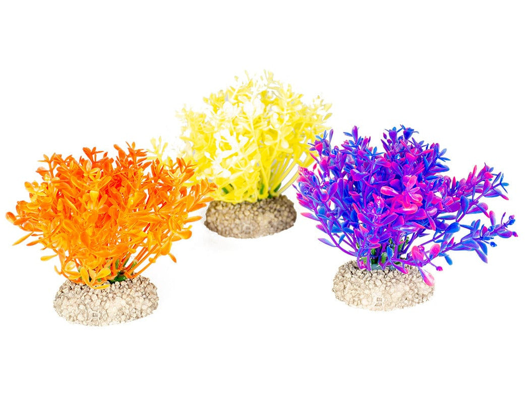 Plant Glosso S - Height 9Cm Mixed Colors1