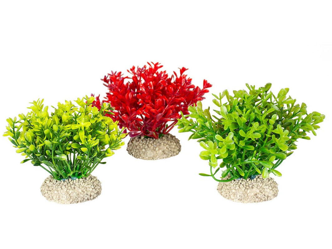Plant Glosso S - Height 9Cm Mixed Colors2