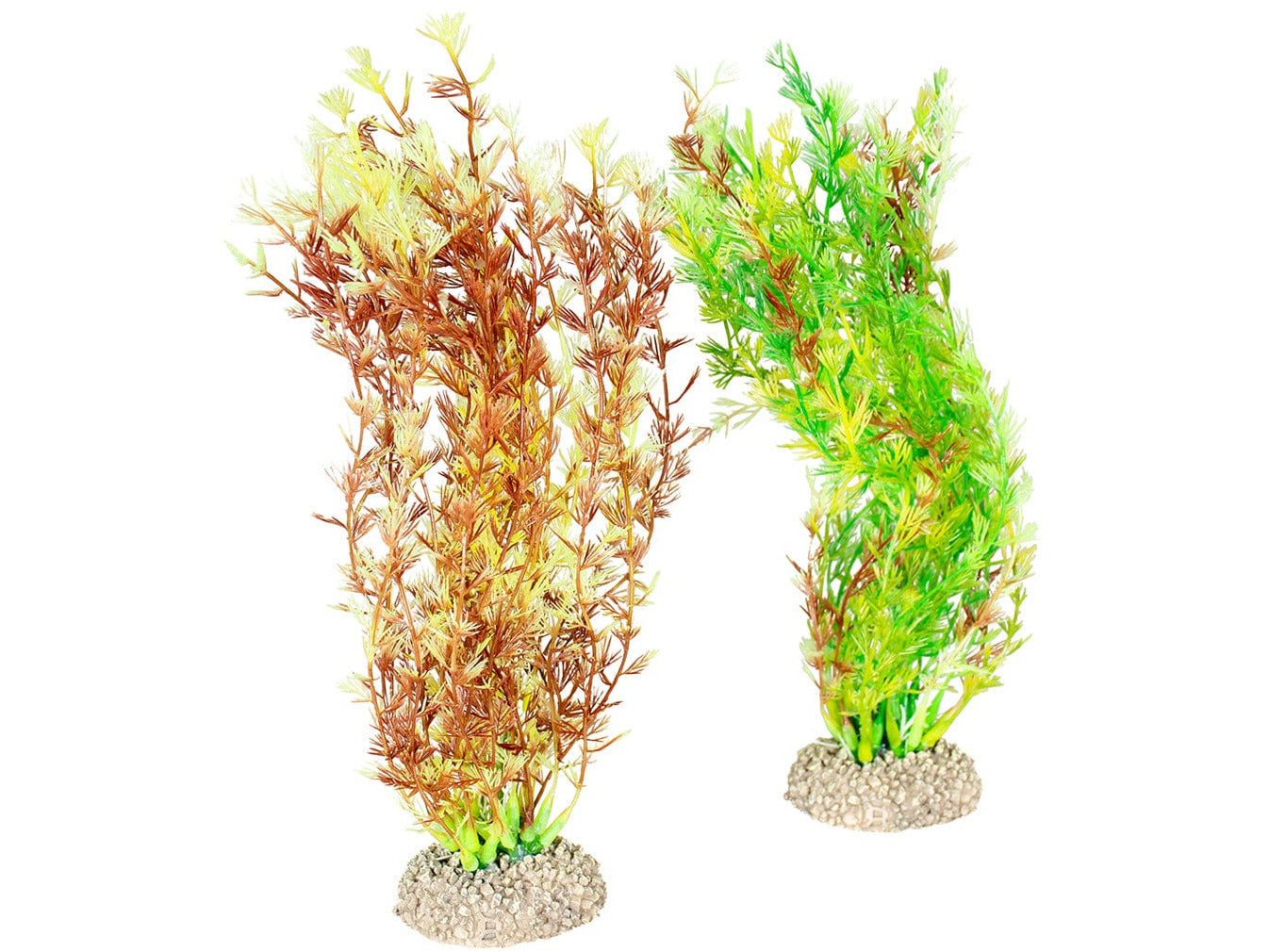 نبات إيجيريا دينسا M - ارتفاع 25 سم ألوان مختلطة