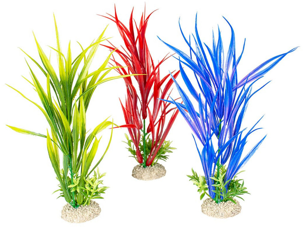 Plant Amazon Sword M - Height 30Cm Mixed Colors