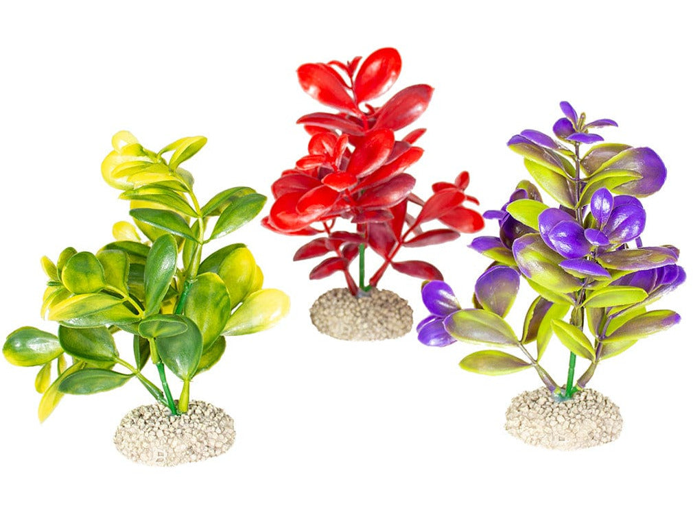 نبات كراسولا M - ارتفاع 16 سم ألوان مختلطة