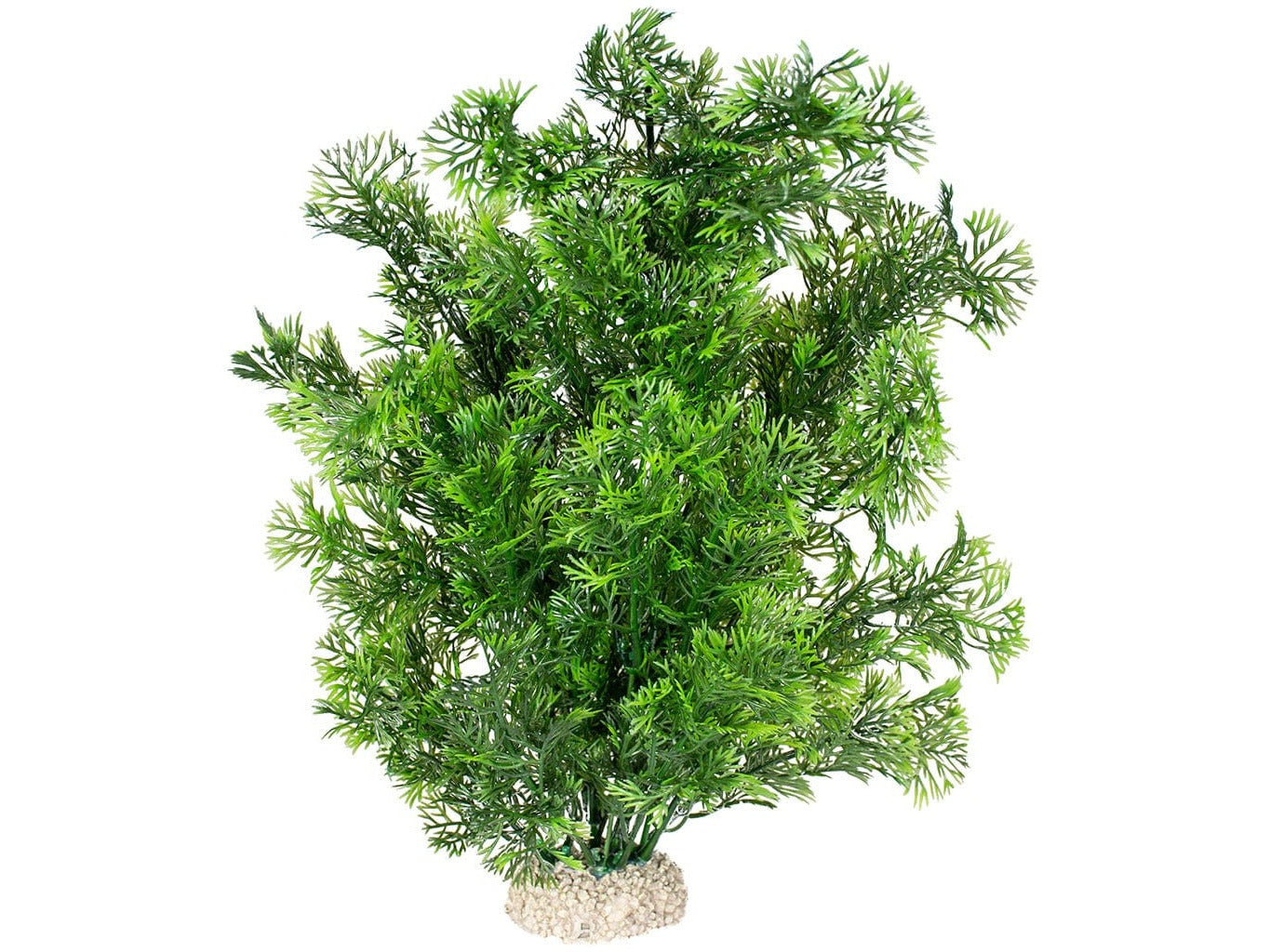 Plant Phoenix L - Height 30Cm Dark Green