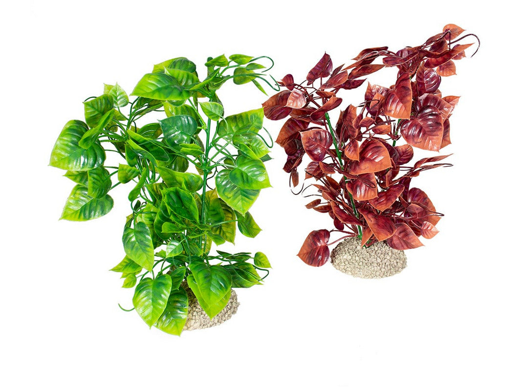 نبات أنوبياس نانا L - ارتفاع 25 سم ألوان مختلطة 