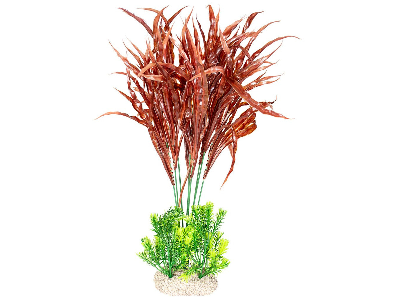 نبات جافا السرخس Xl - ارتفاع 45 سم الوان مختلطة